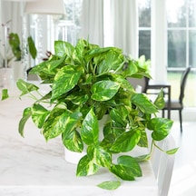 Salon Sarmaşığı Pothos 3 Adet -  Ev Ofis Bitkisi 4294