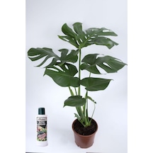 Bitkim Sende Deve Tabanı Çiçeği Besin Hediyeli Monstera Deliciosa Canlı