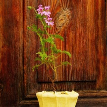 Itır (Pelargonium graveolens)