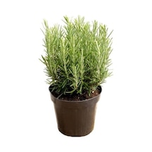 Rosemary Biberiye Fidanı 1 Adet 10-20 Cm