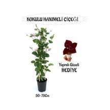 Mis Kokulu Hanımeli Çiçeği 1 Adet+bordo Yaprak Güzeli
