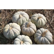 Yerli Kestane Kabak Tohumu 10 GR Ort 25 Ad Tohum N112284