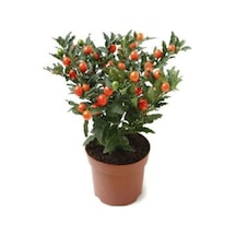 Tohumculuk Cherry Saksılık Domates Tohumu 10 Adet Tohum