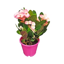 Videolu Alacalı Pembe -pink Euphorbia Milii Dikenler Tacı Çiçekli Kaktüs