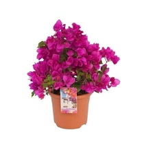 Videolu Canlı Mor Renli 1 Adet Bodur Begonvil Bitkisi 15-30cm Saksılı Bougainvillea Seedling
