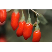 Lycium Barbarum New Big Gojiberry Kurt Üzümü Fidan