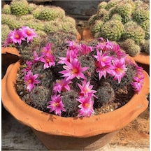 10 Adet Mammillaria Mazatlanensis Kaktüs Tohumu