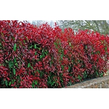 Alev Çalısı Photinia Red Robin 70-100 Cm