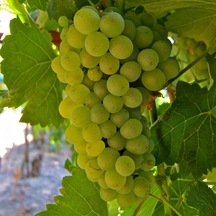 Tüplü Hoş Kokulu Tatlı Sauvignon Blanc Üzüm asma-bağ Fidanı