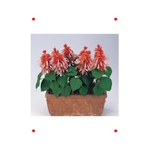 Somon Renkli Salvia Ateş Çiçeği Tohumu - 30 Adet