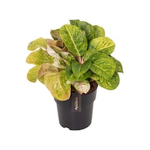 Aglaonema 'apple Fantasy' Çin Herdemyeşili Ø19 Cm H45-50 Cm