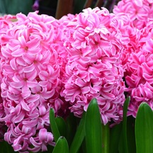 Pink Pembe Güzeli Surprise Sümbül Soğanı 3 Adet