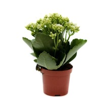 Beyaz Kalanşo, Kalanchoe Fidanı Fidesi 10-20 Cm