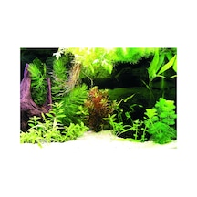 Kanki Pet Kp7045036 Akvaryum Arka Fon Yapıştırma 70 X 45 Cm