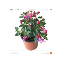 Küpeli Çiçeği Fidesi Fidanı 10-20 Cm