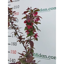3 Yaş Süs Elması Fidanı