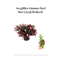 Kadınlar Gününe Özel Hediyelik Küpeli Çiçeği Buz Çiçeği Hediyeli
