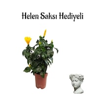 Kadınlar Gününe Özel Sarı Renk Japon Gülü Hibiscus Rosa Helen Saksı Hediyeli