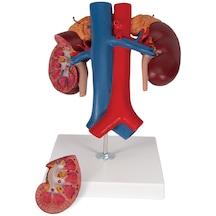 Böbrek Üstü Bezleri, Çıkan Üreterler, Renal Damarlar Ve Büyük Damarları İçeren İnsan Böbrek Modeli, Gerçek Boyut, 2 Parçalı - Böbrek Maketi 01