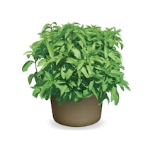 Limon Aromalı Geniş Yapraklı Çaylık Tashkent Nane Fidesi 2 Adet