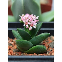 Crassula Springtime - 5 Adet Sukulent - Teraryum Bitkisi