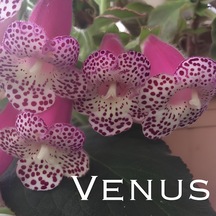 Koleksiyonluk Venüs Kohleria Japon Küpelisi Çiçeği Fidesi Mini Saksıda