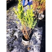 Gojiberry Turkiye Yaban Mersini Fidanı Mavi Yemiş Blueberry 2 Yaş