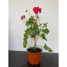 Sakız Sardunya Fidanı 10-20 Cm