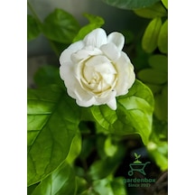 Kokulu Katmerli Ful Yasemin Çiçeği 1 Adet Saksılı 30-60cm Jasminum Sambac