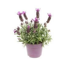 Yoğun Kokulu Mor Lavanta Angustifolia Fidanı 30 Adet Saksılı/tüplü 30-65 Cm Lavender