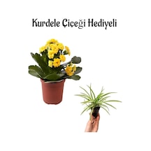 Hediyelik Sarı Renk Kalanşo Kalanchoe Çiçeği Sevgililer Gününe Özel Kurdele Çiçeği Hediyeli