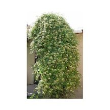 Hanımeli Kokulu Sarmaşık Fidanı Tüplü 60-80 Cm