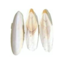 Kalamar Kemiği 100g 2-4 Adet