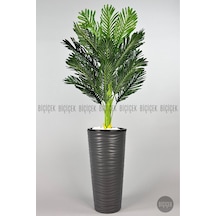 Biçiçek Areka Ağaci 150 Cm Antresi̇t Kumsal Saksıda Tek Gövdeli̇