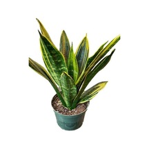 Videolu Paşa Kılıcı Peygamber Kılıç Çiçeği 1adet Saksılı/tüplü 20-40 Cm Iç Mekan Bitkisi Sansevaria