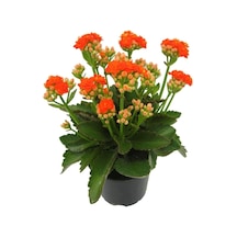 Bitkim Sende Turuncu Çiçekli Kalanşo Kalanchoe Çiçeği Ithal Büyük Boy