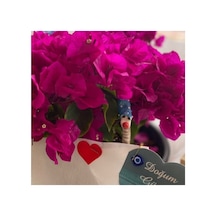 Bodur Begonvil Begonvil Bodrum Begonvili Fidanı 10-20 Cm Pembe