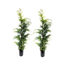 Videolu Leylandi Çam Fidanı 2 Adet Saksılı/ Tüplü 30-60cm Dış Mekan Bitkisi Leylandi Cedar
