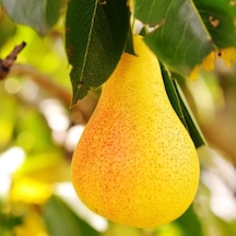 Tüplü Aşılı Geçci Leziz Aromatik Yarıbodur Williams Barlett Armut