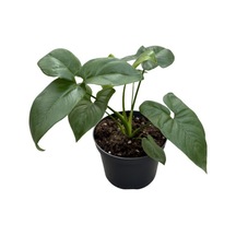 Philodendron 'dino Feet'