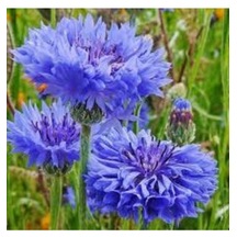 10 Adet Nadir Bulunan Mavi Kantoron Otu Çiçeği Tohumu