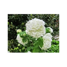 Isparta Gülü Saksılı Kartopu Çiçeği 40-60 Cm