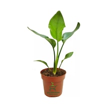 Starliçe Cennet Kuşu Çiçeği 1 Adet Saksılı Mini Boy 15-30cm Strelitzia