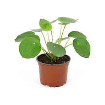 Pilea Peperomioides- Para Bitkisi 12 Cm Saksıda