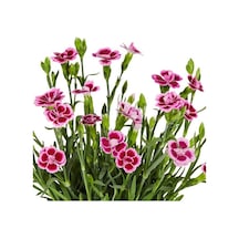 Çin Karanfili Dianthus Sinensis Pembe 5 Adet