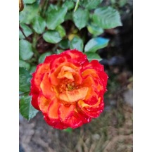 Mumyalı Turuncu Gül Fidanı 1 Adet 50-80 Cm Saksılı Aşılı Gül Orange Rose