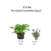 Gül Damlası Itır Çiçeği + Lavanta Çiçeği 2'li Set Dış Mekan Bitkisi