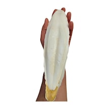 Xl Kalamar Kemiği İri Boy 15-20 Cm Aralığında
