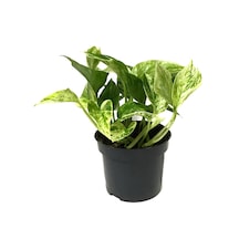 Epipremnum 'Snow Queen' (Salon Sarmaşığı) Ø12 CM Y15-20 CM