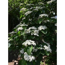 Videolu Kartopu Beyaz Renkli 80 110 Cm 1 Adet Tüplü Dış Mekan Bitkisi Viburnum Lucidum